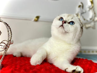 Scottish fold foto 4