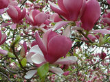 Магнолия Суланжа (Magnolia soulangeana) foto 2