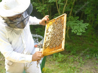 Продаю   пчёлосемьи   и  отвотки    матки   2023 г   рамки   сы  расплодом   Пчела   Карника   Пешец