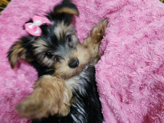 Urgent! Vând Cățea Yorkshire Terrier foto 1