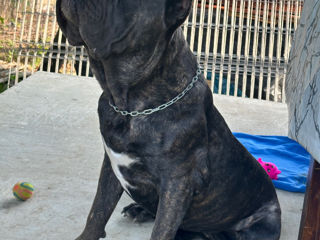 Cane corso foto 3