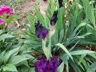 Iris Germanica. foto 2