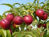 Pomi fructiferi persic Spring Crest фото 4