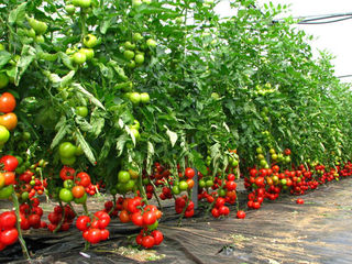 Reducere% seminte de legume ,cel mai mare asortiment din moldova!