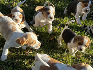 12 Beagle