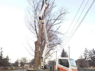 Tăierea copacilor înclinați sau deteriorați- cu masini si echipamente speciale .Calitatea garantată foto 13