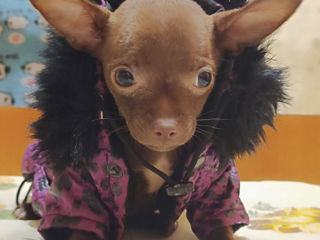 Чихуахуа Chihuahua Недорого foto 2