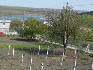 Se vinde lot pomicol 12 ari, Mereni, r-l Anenii Noi, lîngă lacul "Macsimovca", 11 km din Chișinău foto 2