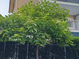 Catalpa foto 2
