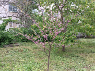 Церцис европейский (Cercis siliquastrum) foto 7