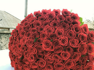 51 trandafiri Olanda  100 cm 2550 lei foto 6