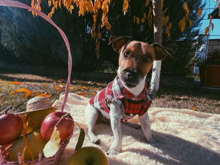 Jack Russel cățeluși foto 6