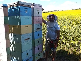 Familii de albine, regine fecundate, botci pentru sezonul 2024 foto 2