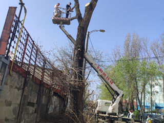 Doborîm arbori foarte mari și greu accesibili , lucrăm cu macaraua și autoturnul. foto 6