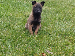 Malinois foto 6