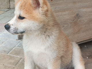 Akita inu foto 6