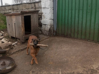 Vând câine ciobănesc belgian malinois  foto 1