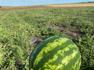 Harbuji naturali! Ne aflam 10km de or Riscani in satul Moseni. Harbuji naturali 100% de la 5 la 9 kg foto 2