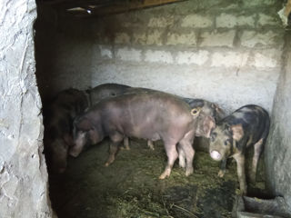 Porc de carne de casa crescut în gospodarie foto 1