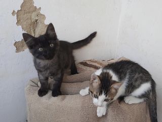 Pisici de casa