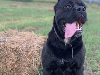 Cane Corso foto 6