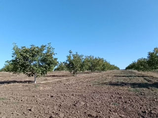 Teren agricol cu livadă de nuci, tractor și echipamente – oportunitate rară! foto 3