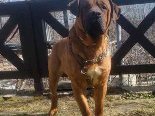 вязка, южно африканский мастиф, бурбуль, boerboel. молодой красивый парень foto 0