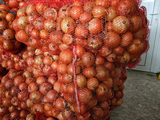 Cartofi, morcov, ceapa, varza, mare, fructe legume, crupe, porumb griu tarite faina foto 6