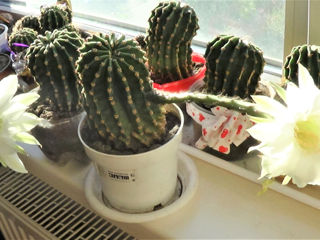 Cactusi foto 4