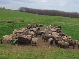 Ovine  фото 0