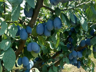 Vind pomi fructiferi -Persic,Cireş,Vişin foto 7
