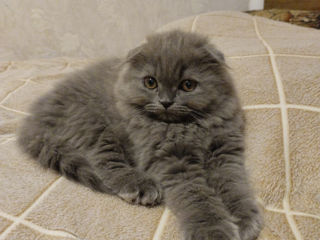 Pisic Scottish fold foto 4