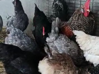 Ameraucana foto 2