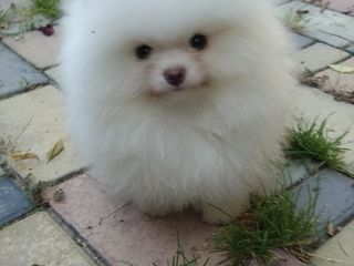 pomeranian