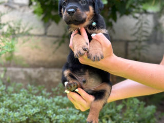 Catei Rottweiler foto 7