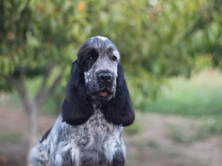 Английский кокер спаниель spaniel foto 4