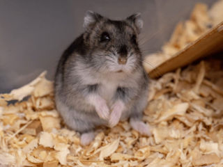 Hamsteri