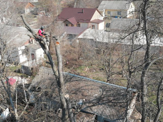 Defrișarea, curățarea și tăierea pomilor pe bucăti în spații închise. Сhișinău. foto 4