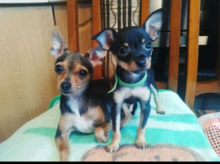 Cățeluși de buzunar! foto 2