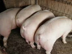 Cumpar porci vii pina la 100 kg !!
