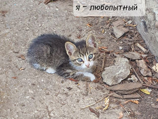 3 мальчика ищут дом! 3 băieței își caută casă! foto 5