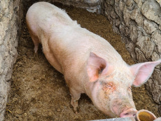 Porci de casă, rasă de carne