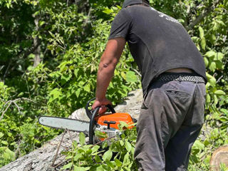 Tăieri -curățare - doborîri pomi / arbori / copaci. Servicii Autoturn/ Alpinism . foto 15