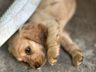 Cocker Spaniel Englez Rasa curata  foto 7