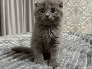 Scottish fold foto 5