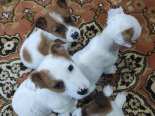 Продаются щенки Джекс Рассел терьер!! Se vând căţei Jack Russell terrier foto 2