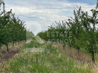 Teren agricol cu livadă și o suprafață de 260 ha în satul Cuconeștii Noi foto 8
