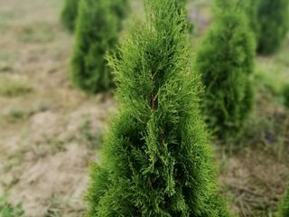 Avem în vânzare Thuja -Smaragd, Columna, Biota, Smaragd Gold,Wodwardi,Globoza,Dancia . foto 2