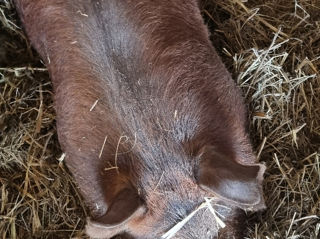 Porc de casa pina la 120kg