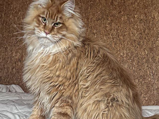 Рыжий мейн кун - maine coon